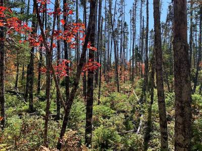 Pleasant River Preserve #Lot 4 — photo 3