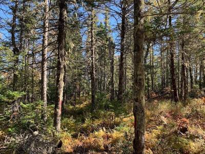 Pleasant River Preserve #Lot 4 — photo 4