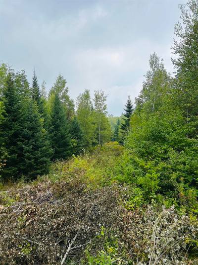 Alpena Road #Lot — photo 5