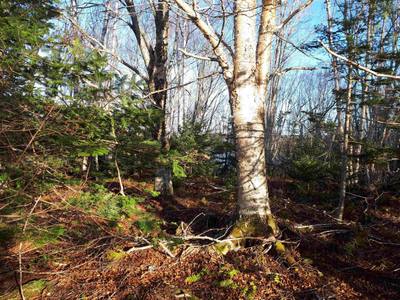 Torus Dr #Lot 17 — photo 3