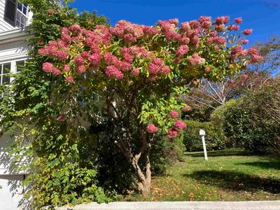 8 Emmerson Street — photo 4