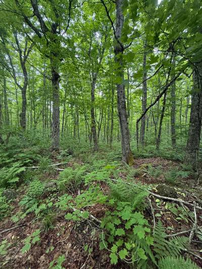 (Pid 20098885) Truro Road #Lot — photo 5