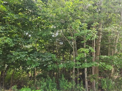 1 Pinehaven Drive — photo 2